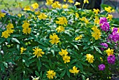 ANEMONE RANUNCULOIDES PLENIFLORA