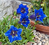 GENTIANA ANGUSTIFOLIA POT GROWN SPECIMEN