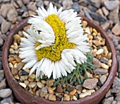 TOWNSENDIA CONDENSATA, CUSHION TOWNSEND DAISY POT-GROWN PLANT IN FLOWER