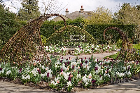 SPRING_BEDDING_DISPLAY_WITH_TULIP_APRICOT_BEAUTY_AND_HYACINTHS_WOODSTOCK_AND_LINNOCENCE_AND_WITH_WIL