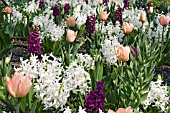 SPRING BEDDING DISPLAY WITH TULIP APRICOT BEAUTY AND HYACINTHS WOODSTOCK AND LINNOCENCE