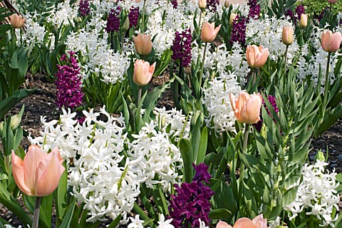 SPRING_BEDDING_DISPLAY_WITH_TULIP_APRICOT_BEAUTY_AND_HYACINTHS_WOODSTOCK_AND_LINNOCENCE