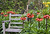 CROWN IMPERIALS, FRITILLARIA IMPERIALIS, AT HARLOW CARR GARDEN