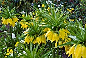 FRITILLARIA IMPERIALIS LUTEA  YELLOW CROWN IMPERIAL