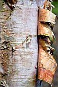 BETULA ALBOSINENSIS VAR. SEPTENTRIONALIS CLOSE-UP OF PEELING BARK