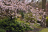 PRUNUS SHIROFUGEN JAPANESE CHERRY, TREE IN BLOSSOM