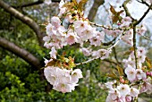 PRUNUS SHIROFUGEN JAPANESE CHERRY BLOSSOM