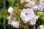 PRUNUS SHIROFUGEN JAPANESE CHERRY BLOSSOM, CLOSE-UP OF EMERGING FLOWERS