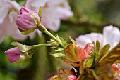 PRUNUS SHIROFUGEN JAPANESE CHERRY BLOSSOM