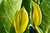 LYSICHITON AMERICANUS, WESTERN SKUNK CABBAGE IN FLOWER