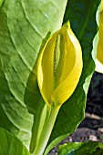 LYSICHITON AMERICANUS, WESTERN SKUNK CABBAGE IN FLOWER