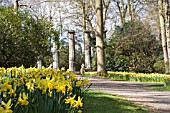 HARLOW CARR GARDENS WITH NARCISSUS FEBRUARY GOLD IN FOREGROUND