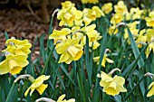 NARCISSUS CAIRNGORM NATURALISED IN A GARDEN