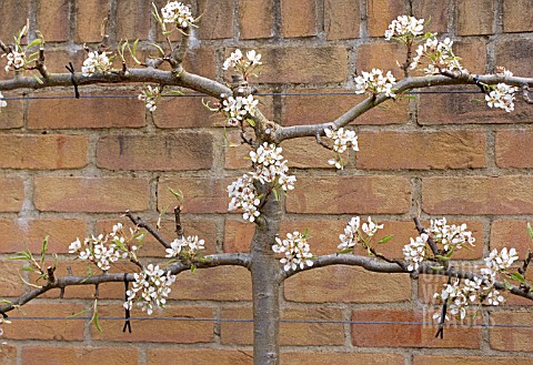 PEAR_TREE_ESPALIER_TRAINED_ON_A_WALL_DETAIL_SHOWING_PRUNING_CUTS_AND_BLOSSOM