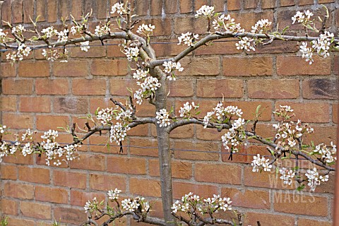 PEAR_TREE_ESPALIER_TRAINED_ON_A_WALL