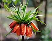 FRITILLARIA IMPERIALIS   CROWN IMPERIAL