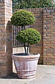 TOPIARY SHRUB IN CONTAINER AT RHS HARLOW CARR GARDEN