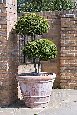 TOPIARY_SHRUB_IN_CONTAINER_AT_RHS_HARLOW_CARR_GARDEN