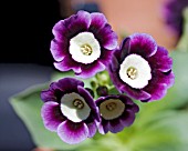 PRIMULA AURICULA KINGFISHER