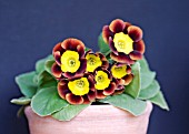 PRIMULA AURICULA JENNY   POT-GROWN ALPINE AURICULA