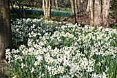 NARCISSUS JENNY AT HARLOW CARR GARDENS