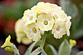 PRIMULA AURICULA LUCY LOCKET