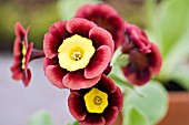 PRIMULA AURICULA PIERS TELFORD