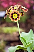 PRIMULA AURICULA THE HOBBIT