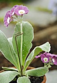 PRIMULA AURICULA TAFETA SHOWING SUPPORT.