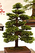 BONSAI TREE JAPANESE CEDAR CRYPTOMERIA JAPONICA, FORMAL UPRIGHT STYLE