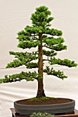 BONSAI TREE JAPANESE LARCH, LARIX KAEMPFERI, FORMAL UPRIGHT STYLE