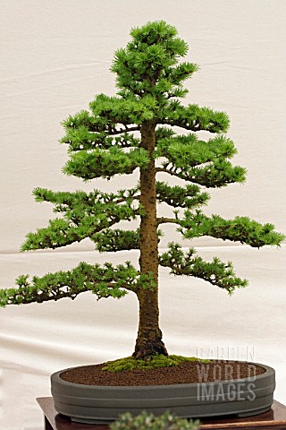 BONSAI_TREE_JAPANESE_LARCH_LARIX_KAEMPFERI_FORMAL_UPRIGHT_STYLE