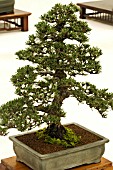 BONSAI TREE JAPANESE BLACK PINE, PINUS THUNBERGII INFORMAL UPRIGHT STYLE