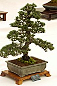 BONSAI TREE JAPANESE BLACK PINE, PINUS THUNBERGII, INFORMAL UPRIGHT STYLE