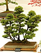 BONSAI TREE JAPANESE CEDAR, CRYPTOMERIA JAPONICA YATSUBUSA FOREST GROUP STYLE.