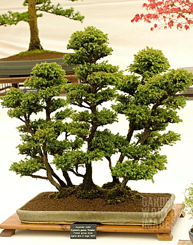 BONSAI_TREE_JAPANESE_CEDAR_CRYPTOMERIA_JAPONICA_YATSUBUSA_FOREST_GROUP_STYLE