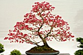 BONSAI TREE ACER PALMATUM DESHOJO INFORMAL UPRIGHT FORM