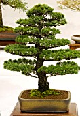 BONSAI TREE JAPANESE WHITE PINE,  PINUS PARVIFLORA KOKONOE