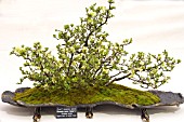 BONSAI TREE CHAENOMELES JAPONICA