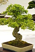 BONSAI TREE CHINESE HACKBERRY, CELTIS SINENSIS