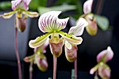 PAPHIOPEDILUM CALLOSUM X LAWRENCEANUM