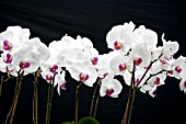 PHALAENOPSIS MALIBU CHABLIS, MOTH ORCHID