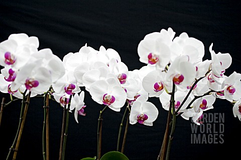 PHALAENOPSIS_MALIBU_CHABLIS_MOTH_ORCHID