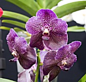 VANDA SIAN INK CLOSE-UP OF FLOWERS