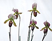 PAPHIOPEDILUM CALLOSUM X LAWRENCEANUM HYBRID SLIPPER ORCHID