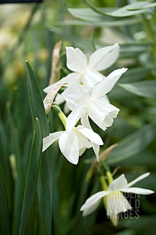 NARCISSUS_TRIANDRUS_THALIA