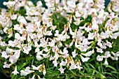 LATHYRUS VERNUS GRACILIS PALE PINK FORM