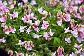 LATHYRUS VERNUS PENDULOUS FORM