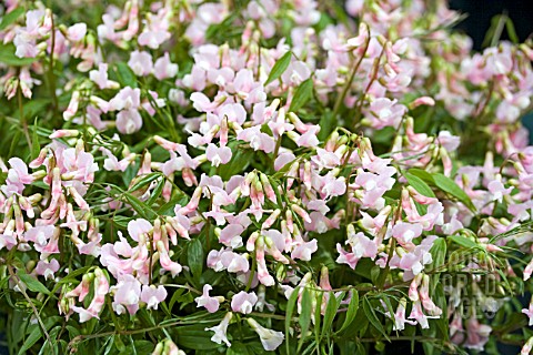 LATHYRUS_VERNUS_ROSENELFE