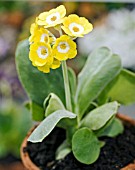 PRIMULA AURICULA HARVEST GLOW